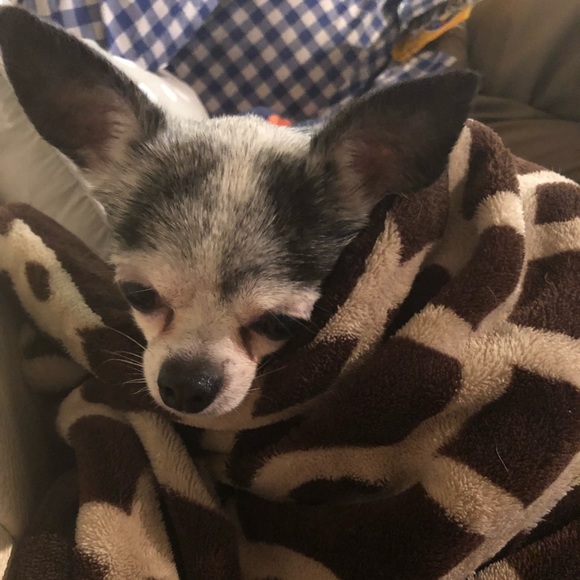 Meet your Posher, Melody - Picture 1 of 1